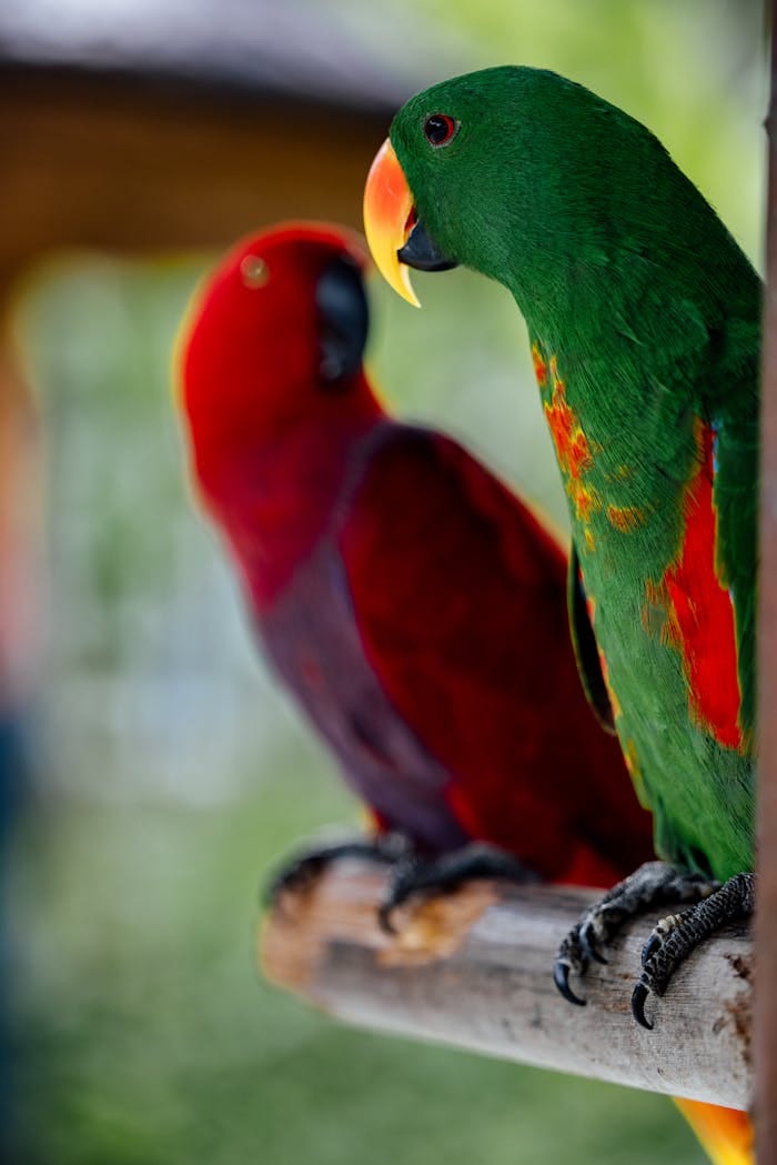 Colorful parrots perched on a branch in a zoo environment, showcasing vibrant feathers.