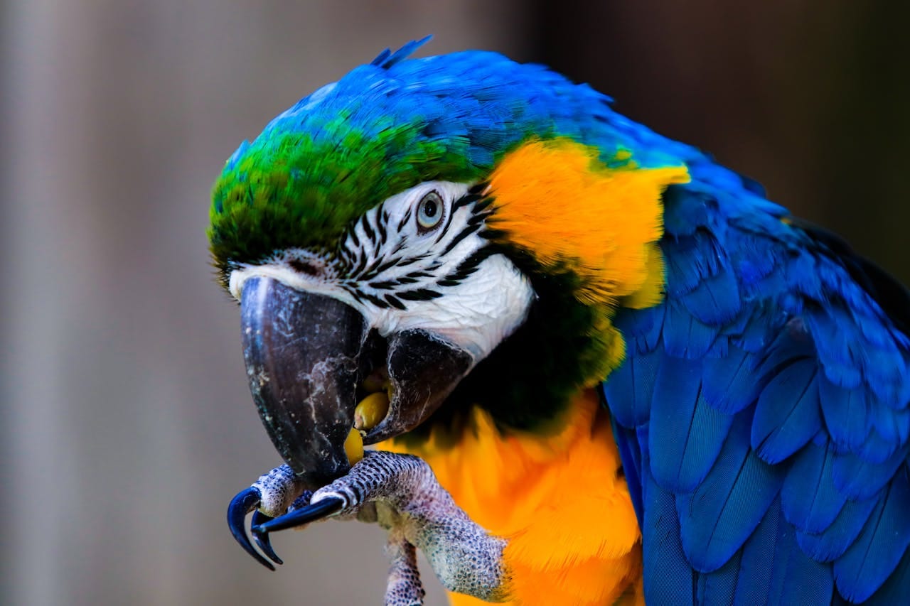 Colorful macaw parrot eating with its beak in a vivid close-up photograph.