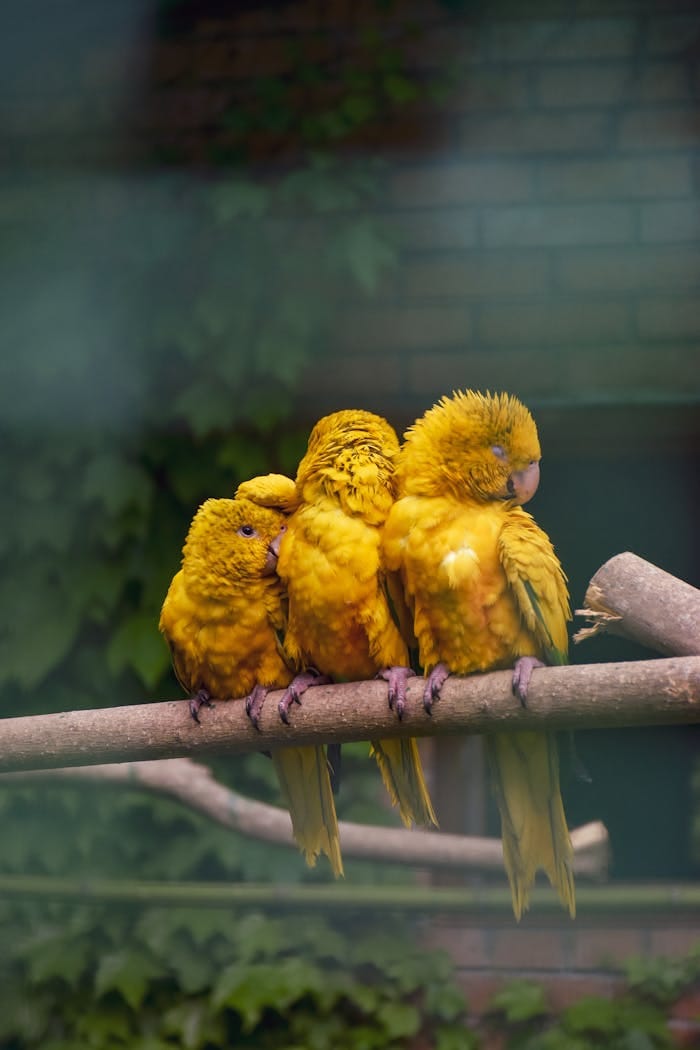 Three yellow parrots perched closely on a branch in a natural setting.