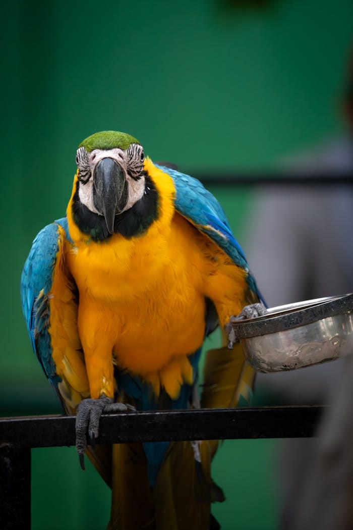 Close-up of a colorful blue and yellow macaw perched indoors, showcasing its vivid feathers.