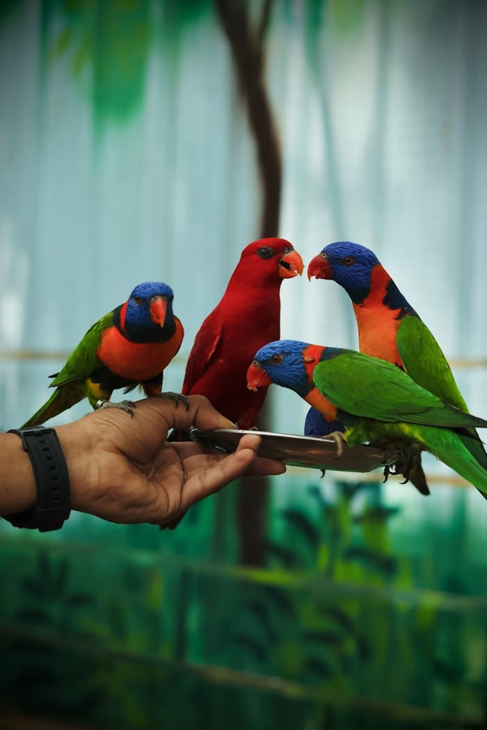 A group of vivid parrots interacting and feeding from a hand in Tamil Nadu, showcasing vibrant colors.