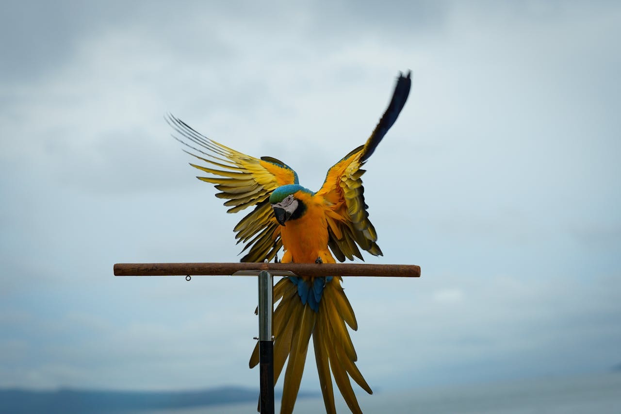 A vibrant blue and yellow macaw showcases its colorful wings against a cloudy sky.