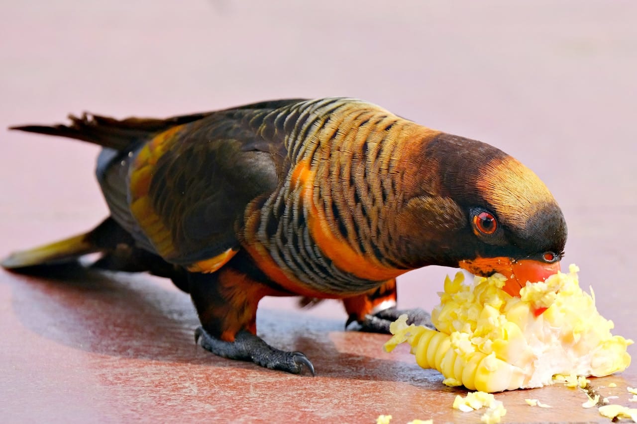 Close-up of a vibrant parrot enjoying corn outdoors on a sunny day.