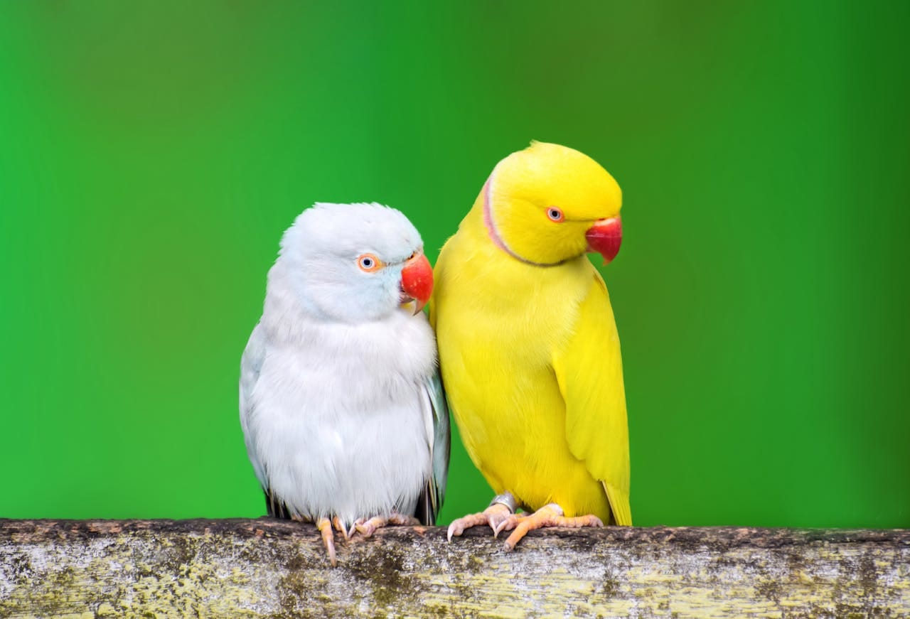 Two vibrant parrots perched together, one yellow and one white, against a green background.