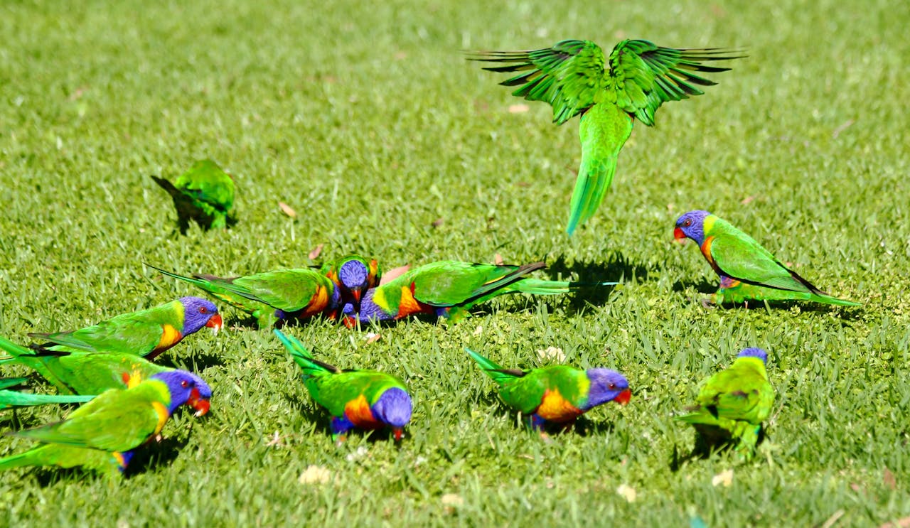 A vibrant group of rainbow lorikeets feeding on grass at Lake Munmorah, Australia.