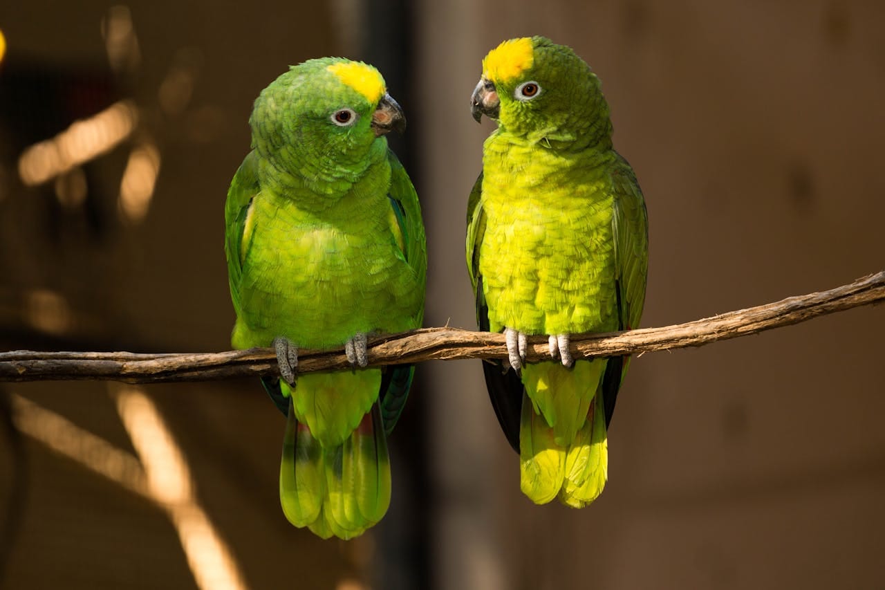 Two vibrant green parrots perched on a branch in their natural habitat. Perfect wildlife shot.